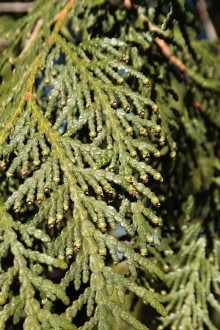 tuja západná (Thuja occidentalis) - ♂ šištice, tmavosivohnedé, vyrastajú na konci výhonkov