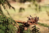 tuja západná (Thuja occidentalis) - šišky