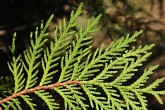 tuja západná (Thuja occidentalis) - spodná strana