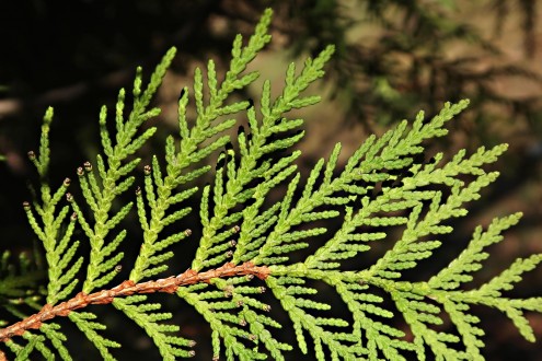 tuja západná (Thuja occidentalis) - spodná strana