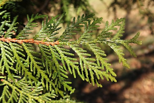 tuja západná (Thuja occidentalis) - vrchná strana