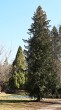 tuja západná (Thuja occidentalis) - Hrádocké arborétum (3/2021)