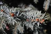smrek pichľavý (Picea pungens)