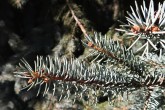 smrek pichľavý (Picea pungens)