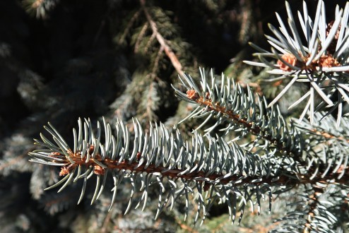 smrek pichľavý (Picea pungens)