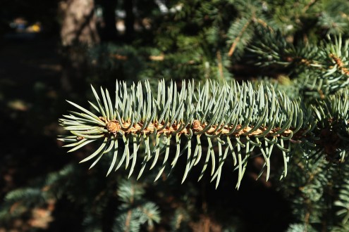 smrek pichľavý (Picea pungens)