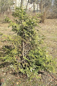 tujovka japonská (Thujopsis dolabrata) - Hrádocké arborétum (3/2007)