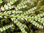 tujovka japonská (Thujopsis dolabrata) - stredové šupiny, spodná strana