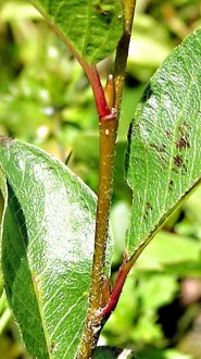 vŕba alpínska (Salix alpina) - púčiky