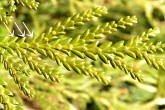 tujovka japonská (Thujopsis dolabrata) -  bočné šupiny, vrchná strana
