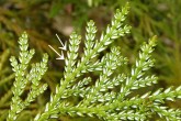tujovka japonská (Thujopsis dolabrata) -  bočné šupiny, spodná strana