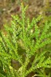 tujovka japonská (Thujopsis dolabrata) - vrchná strana