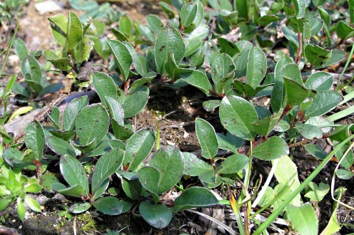 vŕba alpínska (Salix alpina) - 