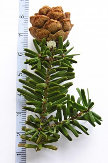 jedľovec karolínsky (Tsuga caroliniana)