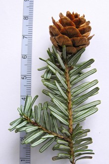 jedľovec karolínsky (Tsuga caroliniana) - spodná strana