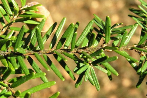 jedľovec karolínsky (Tsuga caroliniana)