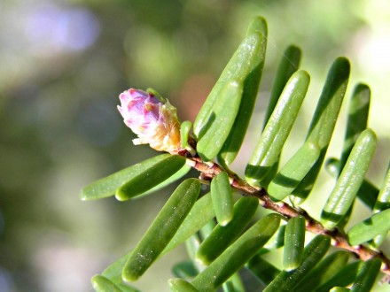 jedľovec karolínsky (Tsuga caroliniana) - ♀ šištica