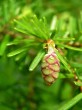 jedľovec karolínsky (Tsuga caroliniana) - ♀ šištica