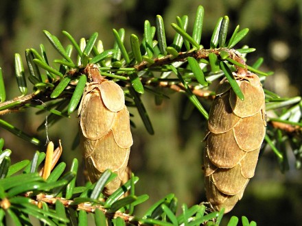 jedľovec karolínsky (Tsuga caroliniana) - šišky