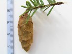 jedľovec karolínsky (Tsuga caroliniana) - šiška