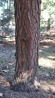 jedľovec karolínsky (Tsuga caroliniana) - borka