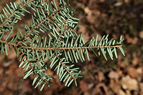 jedľovec karolínsky (Tsuga caroliniana) - spodná strana
