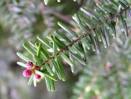 jedľovec karolínsky (Tsuga caroliniana) - ♂ šištice