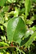 vŕba alpínska (Salix alpina) - vrchná strana
