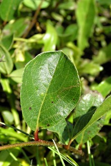 vŕba alpínska (Salix alpina) - vrchná strana