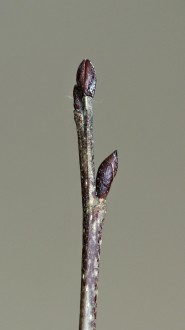 jelša zelená (Alnus alnobetula)