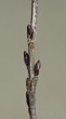 jelša zelená (Alnus alnobetula)