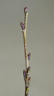 jelša zelená (Alnus alnobetula)