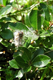 vŕba alpínska (Salix alpina) - pukajúce tobolky uvolňujúce páperisté nažky
