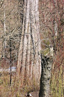 tisovec dvojradový (Taxodium distichum) - zhrubnutý prízemok kmeňa s výraznými koreňovými nábehmi (svalcovitosť)