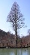 tisovec dvojradový (Taxodium distichum) - Kúpeľný park Trenčianske Teplice (foto: Igor Boledovič, 10/2005)