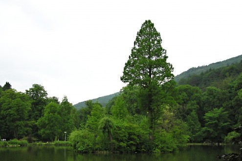 tisovec dvojradový (Taxodium distichum) - Kúpeľný park Trenčianske Teplice (foto: Igor Boledovič, 10/2005)