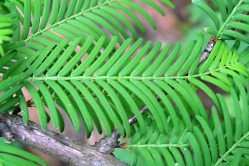 tisovec dvojradový (Taxodium distichum) - ihlice na brachyblaste