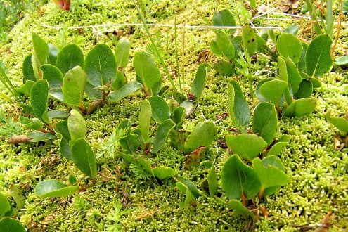 vŕba bylinná (Salix herbacea)