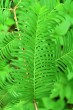 tisovec dvojradový (Taxodium distichum) - ihlice na brachyblaste, vrchná strana