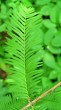 tisovec dvojradový (Taxodium distichum) - ihlice na brachyblaste, spodná strana