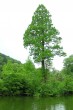 tisovec dvojradový (Taxodium distichum) - Kúpeľný park Trenčianske Teplice (10/2005) (foto: Igor Boledovič)