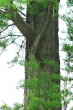 tisovec dvojradový (Taxodium distichum) - borka (foto: Igor Boledovič)