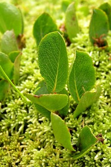 vŕba bylinná (Salix herbacea)