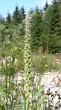 myrikovka nemecká (Myricaria germanica) - tobplky