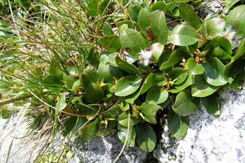 vŕba bylinná (Salix herbacea) - pukajúce tobolky uvolľnujúce páperisté nažky