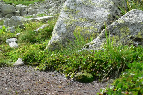 vŕba bylinná (Salix herbacea) - snehové ležovisko - miesto kde zostáva dlho snehová pokrývka