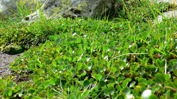 vŕba bylinná (Salix herbacea) - súvislý koberec