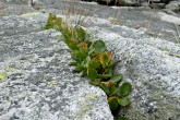vŕba bylinná (Salix herbacea) - vyfukovaná skalná štrbina