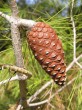 borovica halepská (Pinus halepensis)