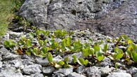 vŕba bylinná (Salix herbacea) -  na uľahnutej štrkovej drti